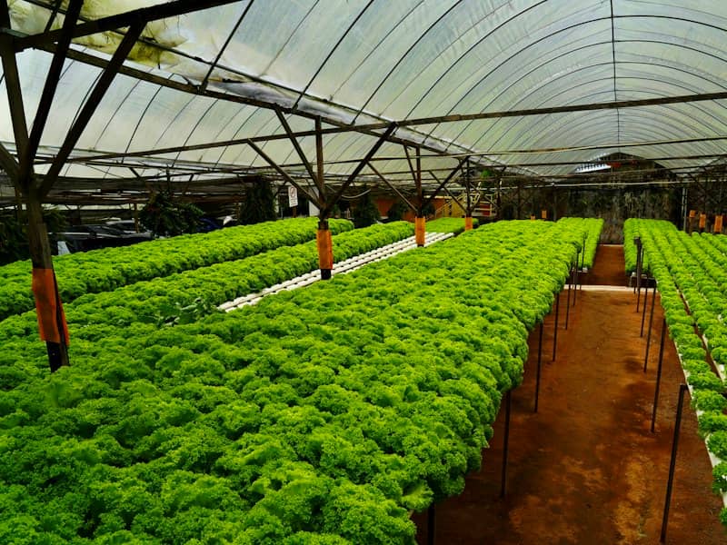 Gewächshaus mit langen Reihen frischer grüner Salatpflanzen