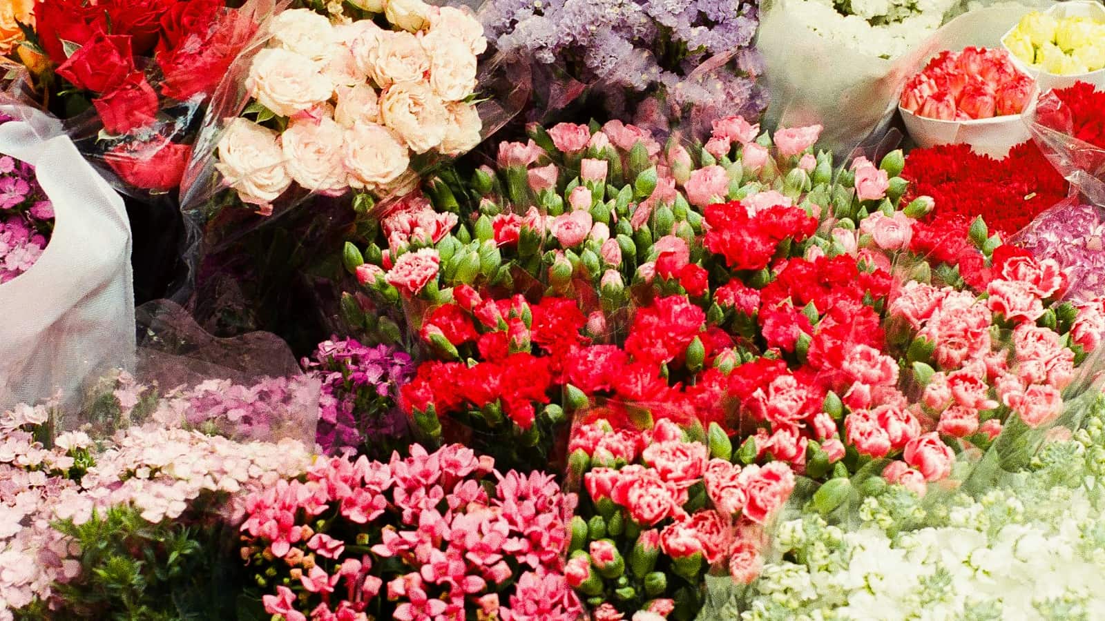 Dicht an dicht: rote, rosa und weiße Nelken und andere Schnittblumen